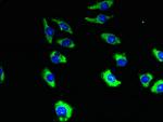 TMEM19 Antibody in Immunocytochemistry (ICC/IF)