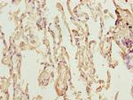 TMEM19 Antibody in Immunohistochemistry (Paraffin) (IHC (P))