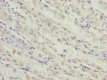 TMEM19 Antibody in Immunohistochemistry (Paraffin) (IHC (P))