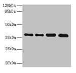 TMEM19 Antibody in Western Blot (WB)