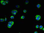 TMEM222 Polyclonal Antibody
