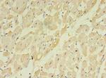 TMEM222 Antibody in Immunohistochemistry (Paraffin) (IHC (P))