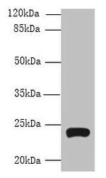 TMEM222 Antibody in Western Blot (WB)