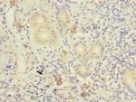 TM41A Antibody in Immunohistochemistry (Paraffin) (IHC (P))