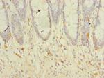 TM41A Antibody in Immunohistochemistry (Paraffin) (IHC (P))