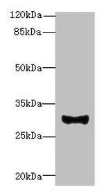 TM41A Antibody in Western Blot (WB)
