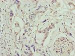 TMEM53 Antibody in Immunohistochemistry (Paraffin) (IHC (P))
