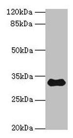 TMEM53 Antibody in Western Blot (WB)