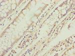 TMEM71 Antibody in Immunohistochemistry (Paraffin) (IHC (P))