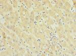 TMEM91 Antibody in Immunohistochemistry (Paraffin) (IHC (P))