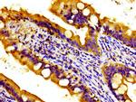 TOB1 Antibody in Immunohistochemistry (Paraffin) (IHC (P))