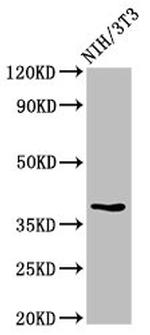 TOB1 Antibody in Western Blot (WB)