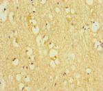 TOX3 Antibody in Immunohistochemistry (Paraffin) (IHC (P))