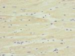 TPK1 Antibody in Immunohistochemistry (Paraffin) (IHC (P))
