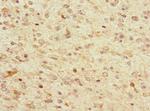 TPPP Antibody in Immunohistochemistry (Paraffin) (IHC (P))