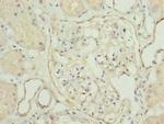 TPPP2 Antibody in Immunohistochemistry (Paraffin) (IHC (P))