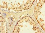 WRB Antibody in Immunohistochemistry (Paraffin) (IHC (P))