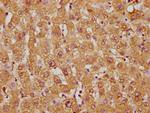 WRB Antibody in Immunohistochemistry (Paraffin) (IHC (P))