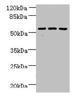 ZNF19 Antibody in Western Blot (WB)