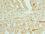ZSCAN9 Antibody in Immunohistochemistry (Paraffin) (IHC (P))