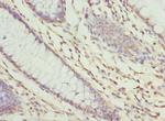 ZNF324 Antibody in Immunohistochemistry (Paraffin) (IHC (P))