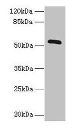 ZNF410 Antibody in Western Blot (WB)