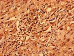 ZNF529 Antibody in Immunohistochemistry (Paraffin) (IHC (P))