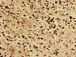 ZNF529 Antibody in Immunohistochemistry (Paraffin) (IHC (P))