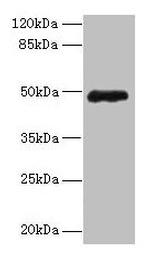 ZNF562 Antibody in Western Blot (WB)