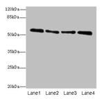 ZNF563 Antibody in Western Blot (WB)