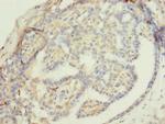 ZNF626 Antibody in Immunohistochemistry (Paraffin) (IHC (P))