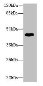ZNF670 Antibody in Western Blot (WB)