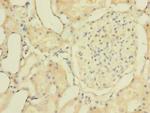 ZNF707 Antibody in Immunohistochemistry (Paraffin) (IHC (P))