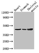 ZNF707 Antibody in Western Blot (WB)