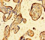 DREF Antibody in Immunohistochemistry (Paraffin) (IHC (P))