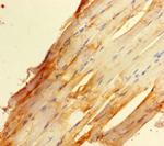 DREF Polyclonal Antibody