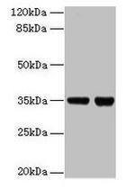 DREF Antibody in Western Blot (WB)