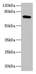 p21 ARC Antibody in Western Blot (WB)
