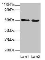 Vopp1 Polyclonal Antibody