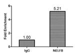 COBRA1 Antibody in ChIP Assay (ChIP)