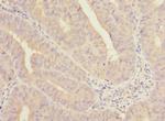 COBRA1 Polyclonal Antibody