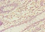 COBRA1 Antibody in Immunohistochemistry (Paraffin) (IHC (P))