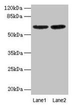 COBRA1 Antibody in Western Blot (WB)