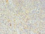 HLA-DRB4 Polyclonal Antibody