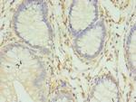 HLA-DRB4 Antibody in Immunohistochemistry (Paraffin) (IHC (P))