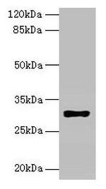 HLA-DRB4 Antibody in Western Blot (WB)