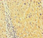 TUBA1B Antibody in Immunohistochemistry (Paraffin) (IHC (P))