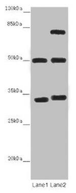 TUBA1B Antibody in Western Blot (WB)