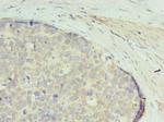 GTPBP6 Polyclonal Antibody