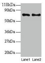 TAX1BP3 Polyclonal Antibody